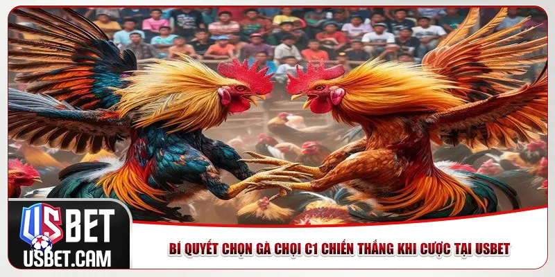 Bí quyết chọn gà chọi C1 chiến thắng khi cược tại Usbet