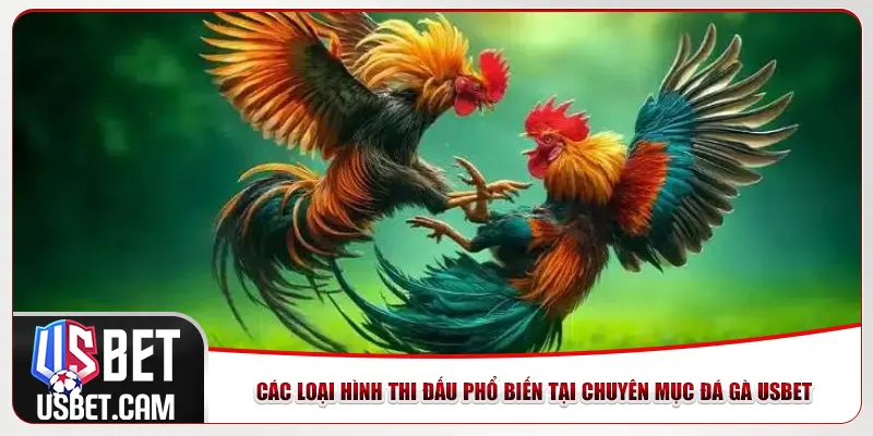 Các loại hình thi đấu phổ biến tại chuyên mục đá gà Usbet