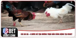 Coi Đá Gà - 4 Bước Để Tận Hưởng Trận Đấu Sống Động Tại Usbet