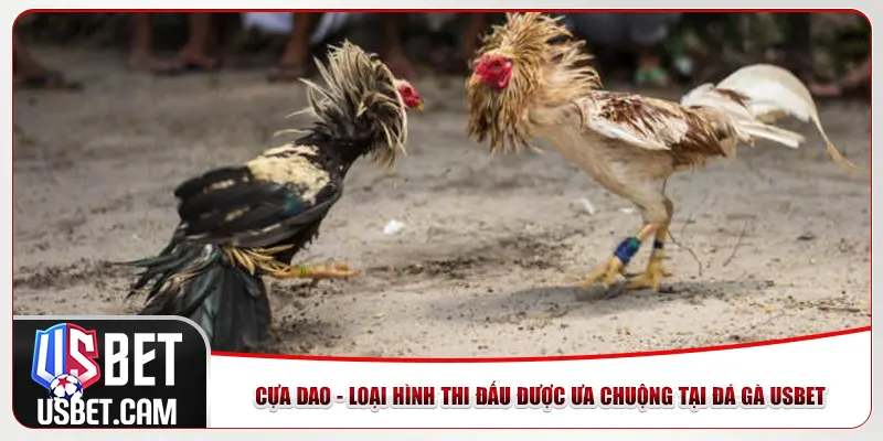 Cựa dao - Loại hình thi đấu được ưa chuộng tại đá gà Usbet