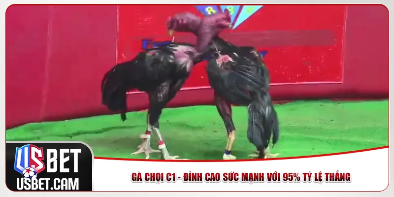 Gà Chọi C1 - Đỉnh Cao Sức Mạnh Với 95% Tỷ Lệ Thắng