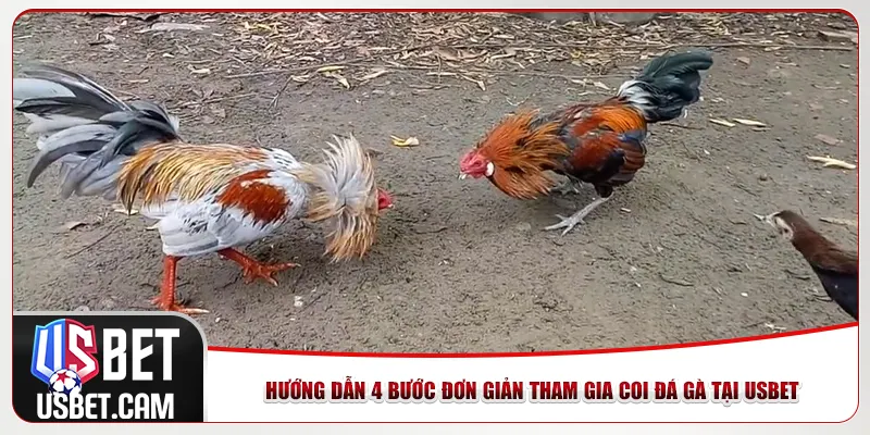 Hướng dẫn 4 bước đơn giản tham gia coi đá gà tại Usbet