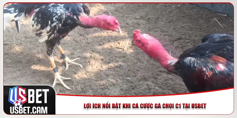 Lợi ích nổi bật khi cá cược gà chọi C1 tại Usbet