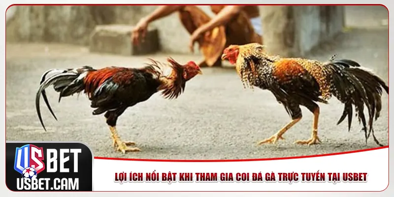 Lợi ích nổi bật khi tham gia coi đá gà trực tuyến tại Usbet
