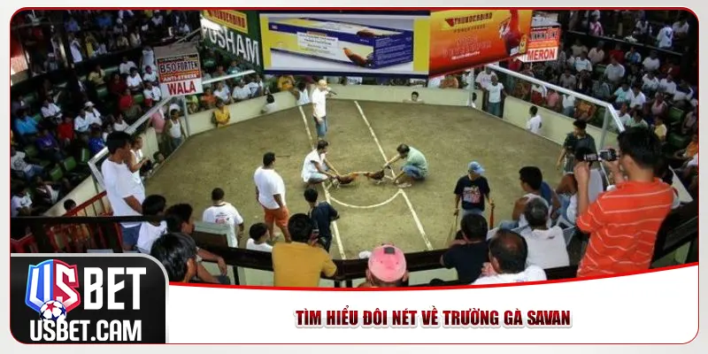 Tìm hiểu đôi nét về Trường gà Savan